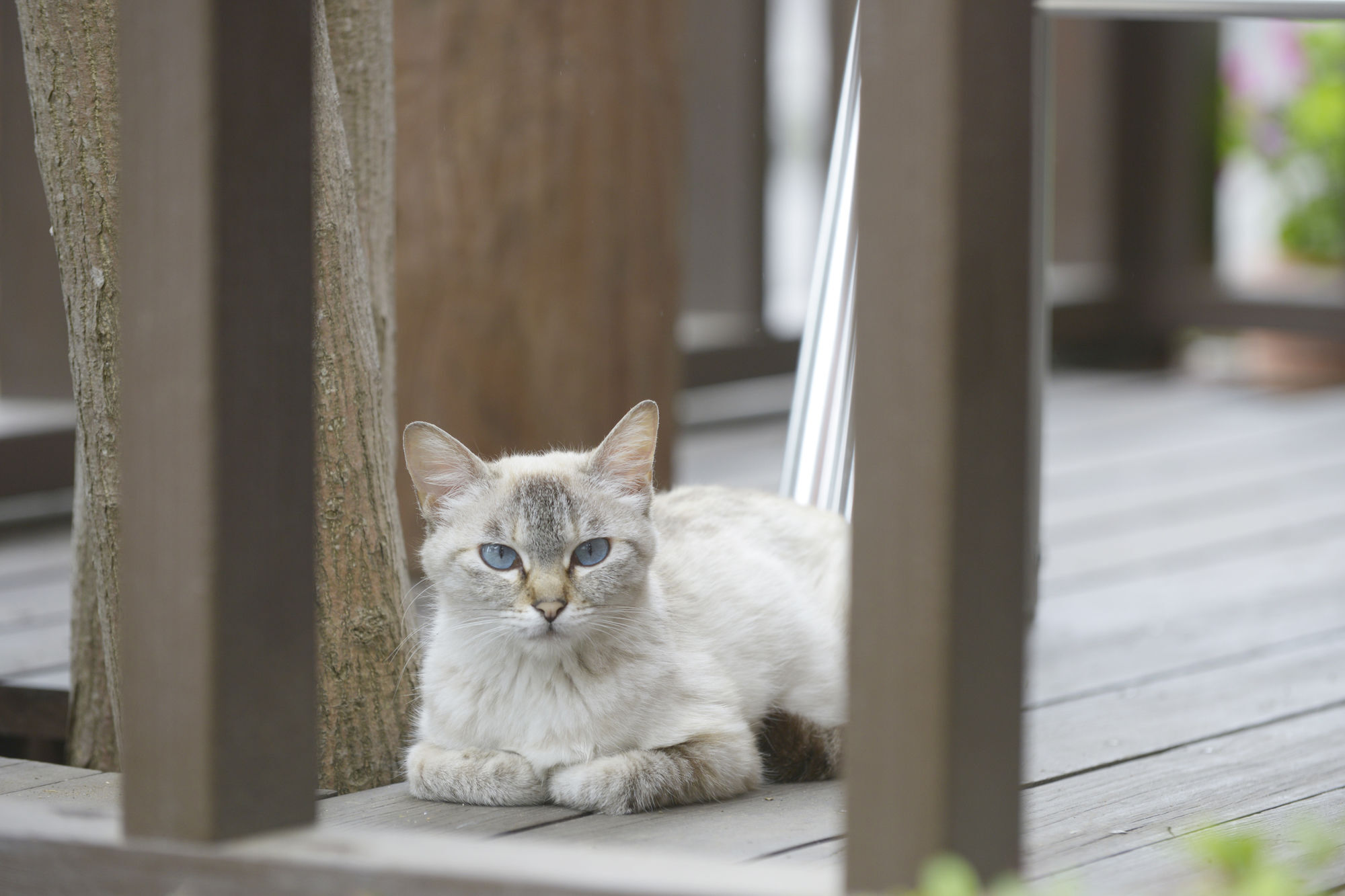 Kawaguchiko Country Cottage Ban Fujikawaguchiko Zewnętrze zdjęcie
